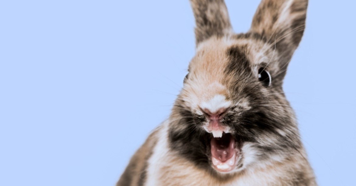 Kaninchen öffnet Mund