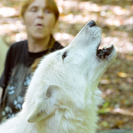 Wolfpark Werner Freund Merzig